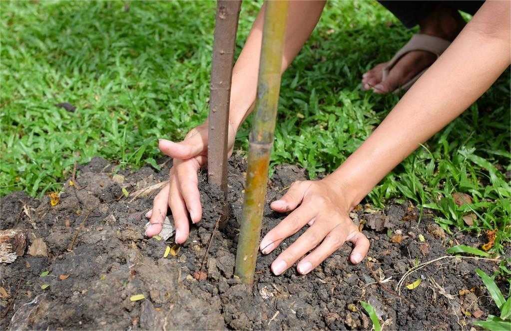 增加新功能 市民可通過“植樹碼”小程序參與義務植樹